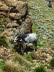 Lesotho 030010