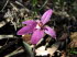 Orchideen 20011