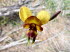 Orchideen 20017