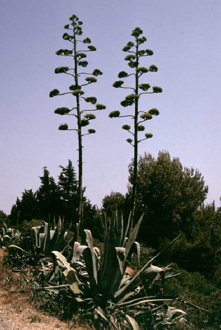 Sardinien 030007