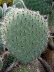 Botanicactus_0003