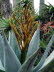 Botanicactus_0007