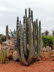 Botanicactus_0008