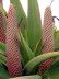 Botanicactus_0020