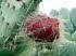 Botanicactus_0025