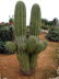 Botanicactus_0036