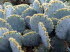 Botanicactus_0038