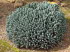 Botanicactus_0043