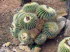 Botanicactus_0048