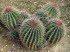 Botanicactus_0058