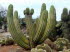 Botanicactus_0088