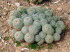 Botanicactus_0108