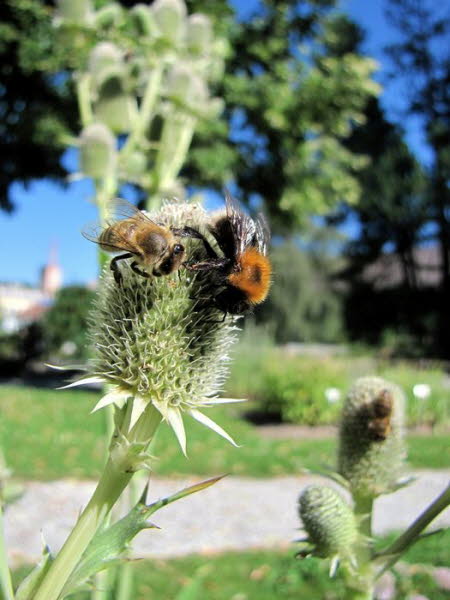 Freiburg_BotGarten_0042