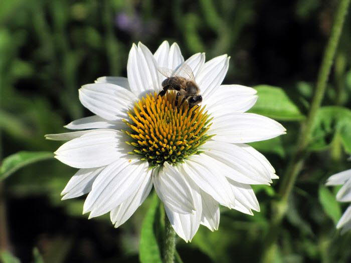 Freiburg_BotGarten_0070