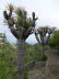 Jardin_Botanico_0058