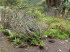 Jardin_Botanico_0071