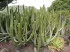 Jardin_Botanico_0074