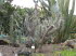 Jardin_Botanico_0080