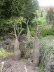 Jardin_Botanico_0081