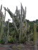 Jardin_Botanico_0083