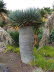 Jardin_Botanico_0087