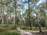 Lneburger Heide 20021