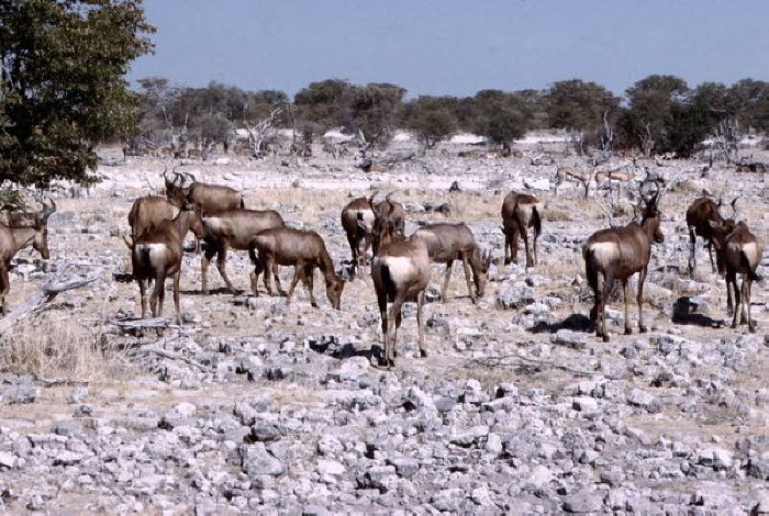 Namibia 10001