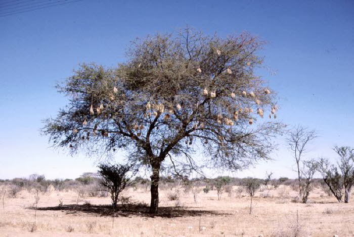 Namibia 10019