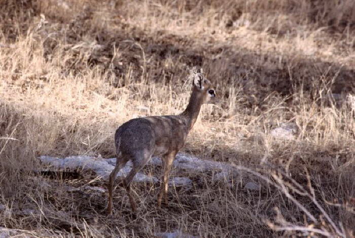 Namibia 10022