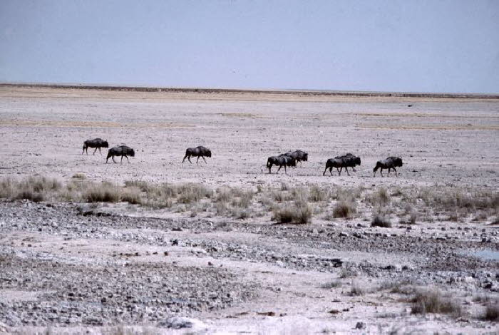 Namibia 10024