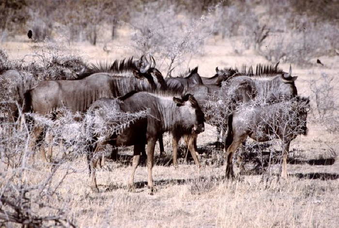 Namibia 20002