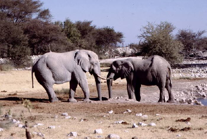 Namibia 20004