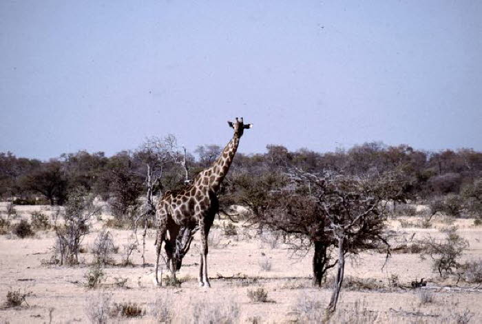 Namibia 20019