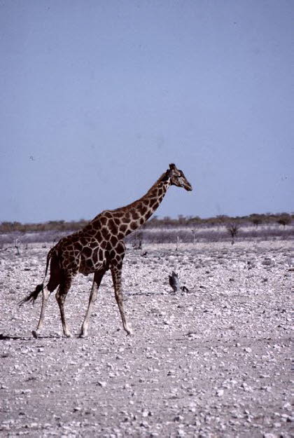 Namibia 30003