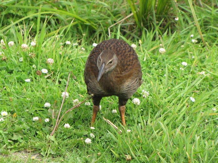 Neuseeland Suedinsel 110011