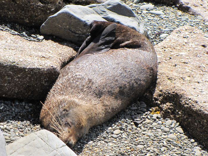 Neuseeland Suedinsel 130004