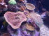 Palma_Aquarium_0008