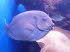 Palma_Aquarium_0018