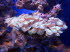 Palma_Aquarium_0053