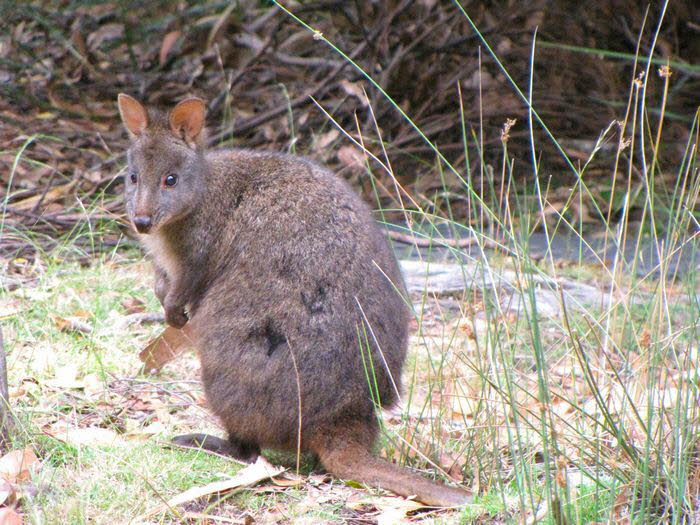 Tasmanien 10002